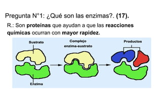 Pregunta N°1: ¿Qué son las enzimas?. (17).
R.: Son proteínas que ayudan a que las reacciones
químicas ocurran con mayor rapidez.
 