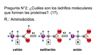Pregunta N°2: ¿Cuáles son los ladrillos moleculares
que forman las proteínas?. (17).
R.: Aminoácidos.
 