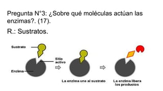 Pregunta N°3: ¿Sobre qué moléculas actúan las
enzimas?. (17).
R.: Sustratos.
 