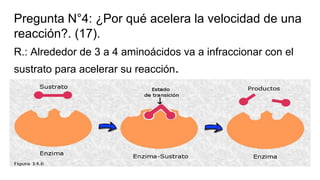 Pregunta N°4: ¿Por qué acelera la velocidad de una
reacción?. (17).
R.: Alrededor de 3 a 4 aminoácidos va a infraccionar con el
sustrato para acelerar su reacción.
 
