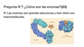 Pregunta N°7:¿Cómo son las enzimas?(23)
R: Las enzimas son grandes estructuras y bien dicho son
macromoléculas.
 