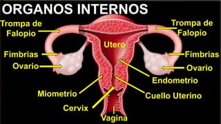 Video No 3 Aparato Reproductor Femenino PPTX