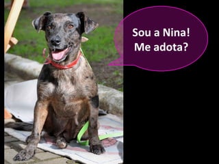 Sou a Nina!
Me adota?
 