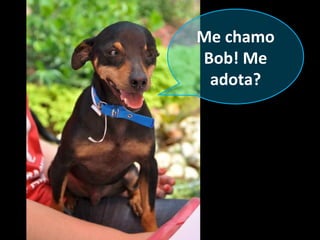 Me chamo
Bob! Me
 adota?
 