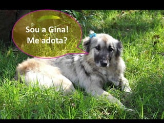Sou a Gina!
Me adota?
 
