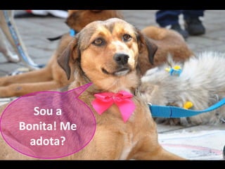 Sou a
Bonita! Me
  adota?
 