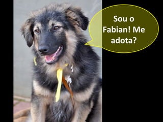 Sou o
Fabian! Me
  adota?
 