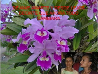 DÉJAME AMARTE Y DESDE LEJOS DECIRTE QUE AHORA TODO CAMBIARA