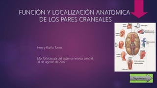 Henry Riaño Torres
Morfofisiología del sistema nervios central
31 de agosto de 2017
 