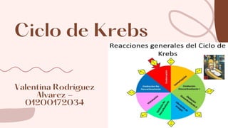 Ciclo de Krebs




Valentina Rodríguez

Alvarez -

01200172034


 