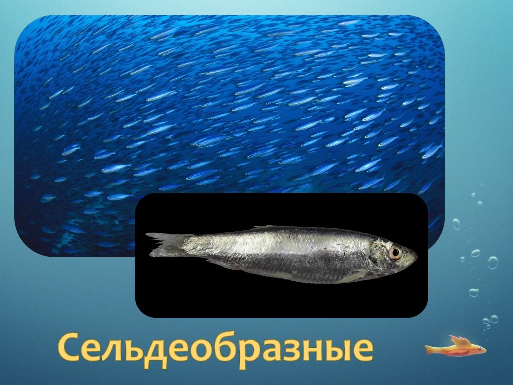 Виды рыб оки