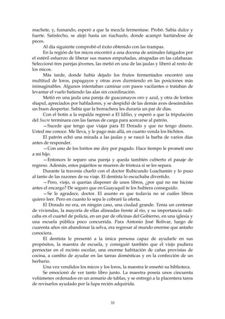 machete, y, fumando, esperó a que la mezcla fermentase. Probó. Sabía dulce y
fuerte. Satisfecho, se alejó hasta un riachuelo, donde acampó hartándose de
peces.
      Al día siguiente comprobó el éxito obtenido con las trampas.
      En la región de los micos encontró a una docena de animales fatigados por
el estéril esfuerzo de liberar sus manos empuñadas, atrapadas en las calabazas.
Seleccionó tres parejas jóvenes, las metió en una de las jaulas y liberó al resto de
los micos.
      Más tarde, donde había dejado los frutos fermentados encontró una
multitud de loros, papagayos y otras aves durmiendo en las posiciones más
inimaginables. Algunos intentaban caminar con pasos vacilantes o trataban de
levantar el vuelo batiendo las alas sin coordinación.
      Metió en una jaula una pareja de guacamayos oro y azul, y otra de loritos
shapul, apreciados por habladores, y se despidió de las demás aves deseándoles
un buen despertar. Sabía que la borrachera les duraría un par de días.
      Con el botín a la espalda regresó a El Idilio, y esperó a que la tripulación
del Sucre terminara con las faenas de carga para acercarse al patrón.
      —Sucede que tengo que viajar para El Dorado y que no tengo dinero.
Usted me conoce. Me lleva, y le pago más allá, en cuanto venda los bichitos.
      El patrón echó una mirada a las jaulas y se rascó la barba de varios días
antes de responder.
      —Con uno de los loritos me doy por pagado. Hace tiempo le prometí uno
a mi hijo.
      —Entonces le separo una pareja y queda también cubierto el pasaje de
regreso. Además, estos pajaritos se mueren de tristeza si se les separa.
      Durante la travesía charló con el doctor Rubicundo Loachamín y lo puso
al tanto de las razones de su viaje. El dentista lo escuchaba divertido.
      —Pero, viejo, si querías disponer de unos libros, ¿por qué no me hiciste
antes el encargo? De seguro que en Guayaquil te los hubiera conseguido.
      —Se le agradece, doctor. El asunto es que todavía no sé cuáles libros
quiero leer. Pero en cuanto lo sepa le cobraré la oferta.
      El Dorado no era, en ningún caso, una ciudad grande. Tenía un centenar
de viviendas, la mayoría de ellas alineadas frente al río, y su importancia radi-
caba en el cuartel de policía, en un par de oficinas del Gobierno, en una iglesia y
una escuela pública poco concurrida. Para Antonio José Bolívar, luego de
cuarenta años sin abandonar la selva, era regresar al mundo enorme que antaño
conociera.
      El dentista le presentó a la única persona capaz de ayudarle en sus
propósitos, la maestra de escuela, y consiguió también que el viejo pudiera
pernoctar en el recinto escolar, una enorme habitación de cañas provistas de
cocina, a cambio de ayudar en las tareas domésticas y en la confección de un
herbario.
      Una vez vendidos los micos y los loros, la maestra le enseñó su biblioteca.
      Se emocionó de ver tanto libro junto. La maestra poseía unos cincuenta
volúmenes ordenados en un armario de tablas, y se entregó a la placentera tarea
de revisarlos ayudado por la lupa recién adquirida.



                                        33
 