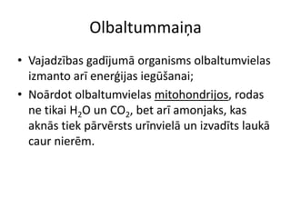 Olbaltummaiņa
• Vajadzības gadījumā organisms olbaltumvielas
  izmanto arī enerģijas iegūšanai;
• Noārdot olbaltumvielas mitohondrijos, rodas
  ne tikai H2O un CO2, bet arī amonjaks, kas
  aknās tiek pārvērsts urīnvielā un izvadīts laukā
  caur nierēm.
 