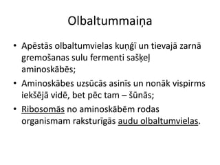 Olbaltummaiņa
• Apēstās olbaltumvielas kuņģī un tievajā zarnā
  gremošanas sulu fermenti sašķeļ
  aminoskābēs;
• Aminoskābes uzsūcās asinīs un nonāk vispirms
  iekšējā vidē, bet pēc tam – šūnās;
• Ribosomās no aminoskābēm rodas
  organismam raksturīgās audu olbaltumvielas.
 