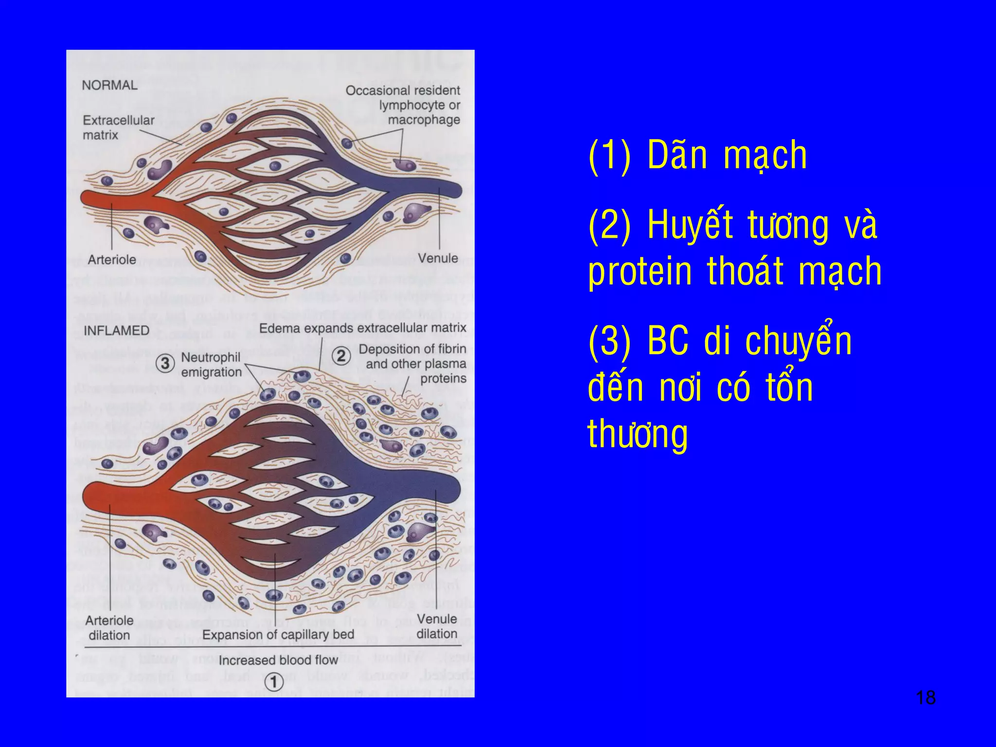 18
• (1) Daõn maïch
• (2) Huyeát töông vaø
protein thoaùt maïch
• (3) BC di chuyeån
ñeán nôi coù toån
thöông
 