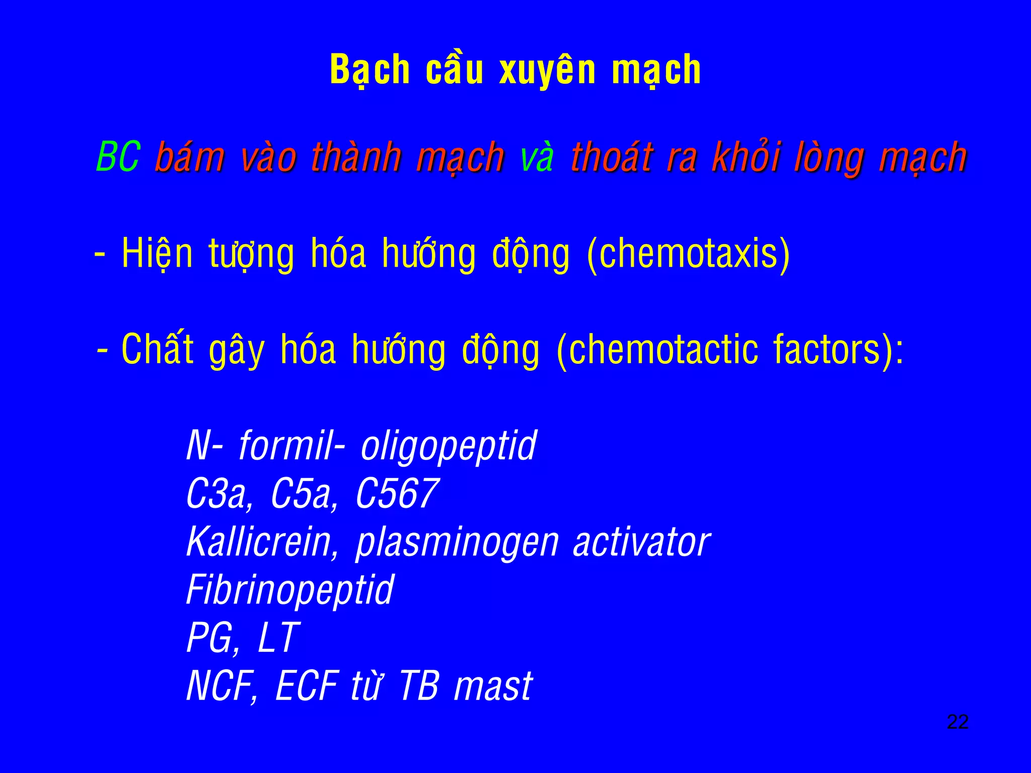 22
Baïch caàu xuyeân maïch
• BC baùm vaøo thaønh maïch vaø thoaùt ra khoûi loøng maïch
• - Hieän töôïng hoùa höôùng ñoäng (chemotaxis)
• - Chaát gaây hoùa höôùng ñoäng (chemotactic factors):
• N- formil- oligopeptid
• C3a, C5a, C567
• Kallicrein, plasminogen activator
• Fibrinopeptid
• PG, LT
• NCF, ECF töø TB mast
 