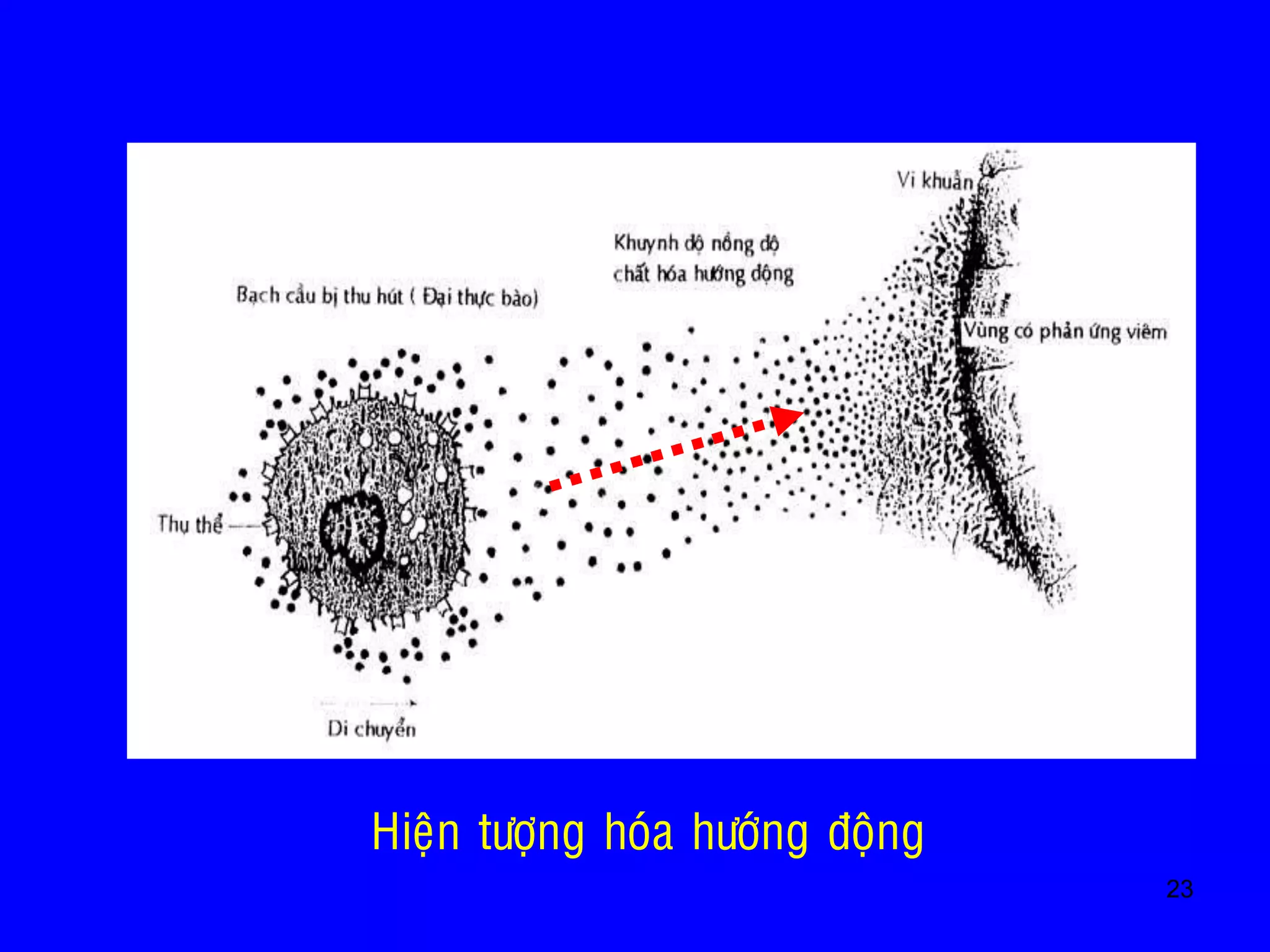 23
• Hieän töôïng hoùa höôùng ñoäng
 