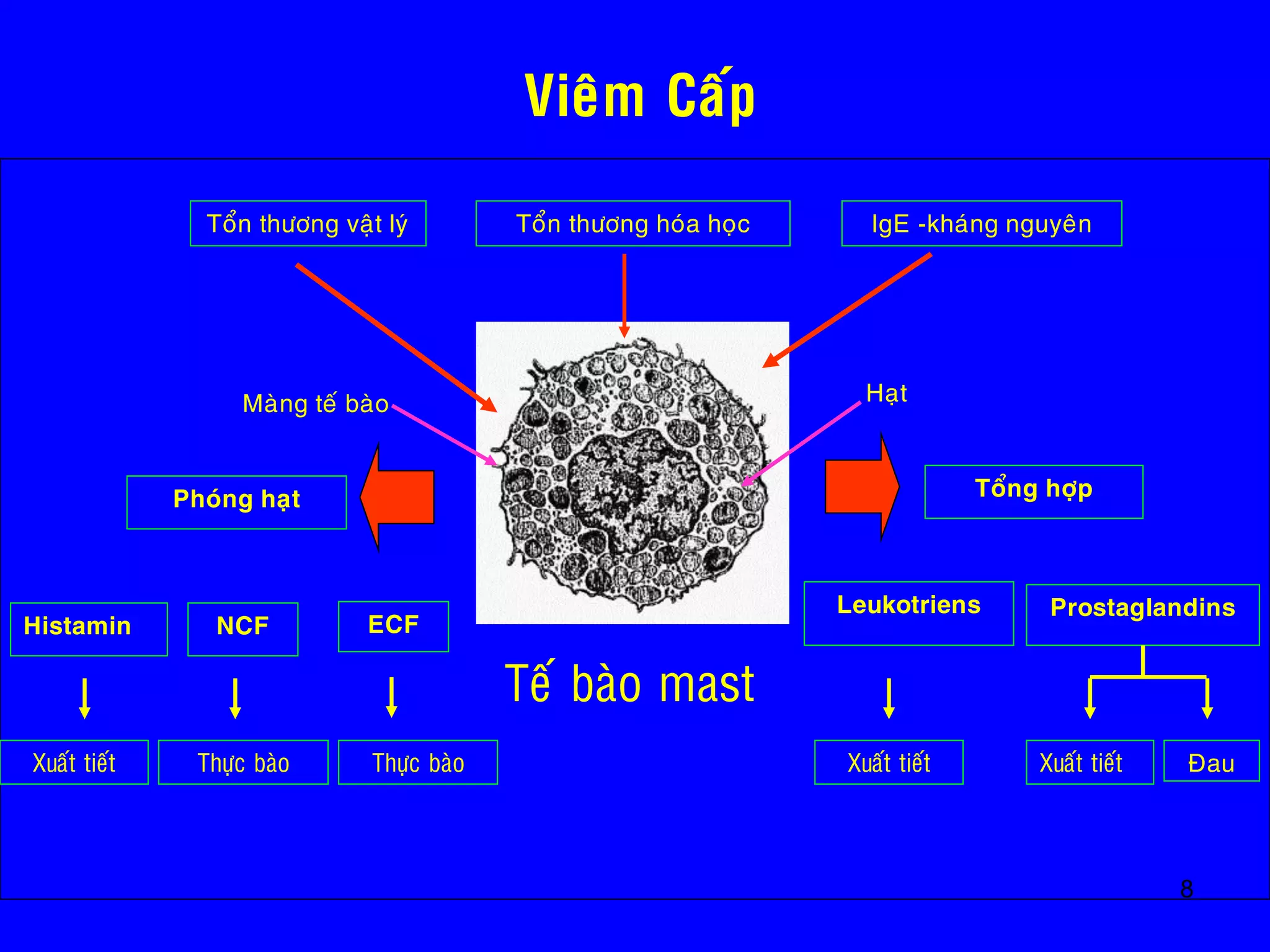 8
Vieâm Caáp
Teá baøo mast
Maøng teá baøo Haït
Toån thöông vaät lyù Toån thöông hoùa hoïc IgE -khaùng nguyeân
Phoùng haït Toång hôïp
Histamin NCF ECF
Leukotriens Prostaglandins
ÑauXuaát tieát Thöïc baøo Thöïc baøo Xuaát tieát Xuaát tieát
 