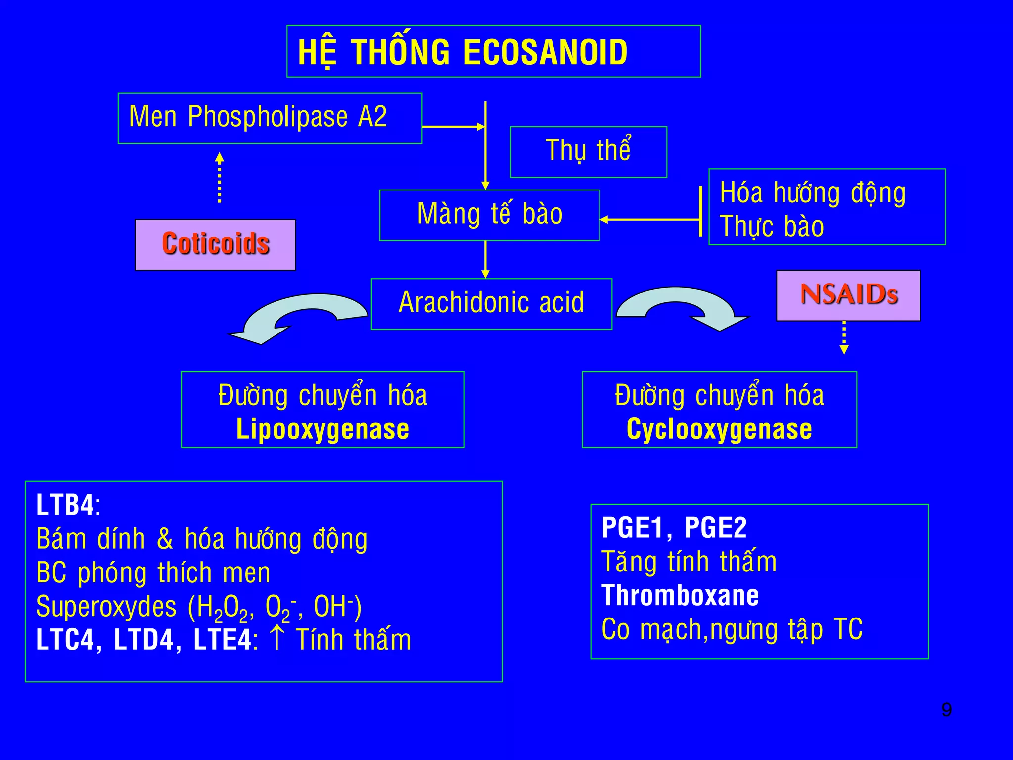 9
Men Phospholipase A2
Maøng teá baøo
Arachidonic acid
Hoùa höôùng ñoäng
Thöïc baøo
Thuï theå
Ñöôøng chuyeån hoùa
Lipooxygenase
Ñöôøng chuyeån hoùa
Cyclooxygenase
LTB4:
Baùm dính & hoùa höôùng ñoäng
BC phoùng thích men
Superoxydes (H2O2, O2
-, OH-)
LTC4, LTD4, LTE4:  Tính thaám
PGE1, PGE2
Taêng tính thaám
Thromboxane
Co maïch,ngöng taäp TC
NSAIDs
HEÄ THOÁNG ECOSANOID
Coticoids
 