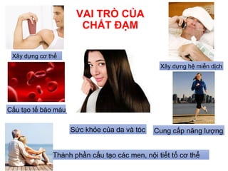 VAI TRÒ CỦA
CHẤT ĐẠM
Xây dựng cơ thể
Thành phần cấu tạo các men, nội tiết tố cơ thể
Cung cấp năng lượng
Xây dựng hệ miễn dịch
Cấu tạo tế bào máu
Sức khỏe của da và tóc
 