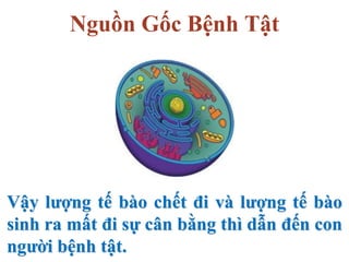 Nguồn Gốc Bệnh Tật
Vậy lượng tế bào chết đi và lượng tế bào
sinh ra mất đi sự cân bằng thì dẫn đến con
người bệnh tật.
 
