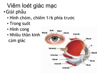 •Giải phẫu
• Hình chỏm, chiếm 1/6 phía trước
• Trong suốt
• Hình cong
• Nhiều thần kinh
cảm giác
Viêm loét giác mạc
 