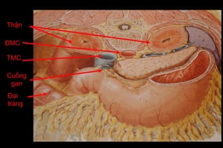 Đại
tràng
ĐMC
TMC
Cuống
gan
Thận
 
