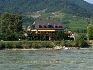 E ao fundo, os vinhedos se espalham por toda parte... 