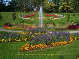 E aqui um dos Bosques de Viena, sempre floridos...  