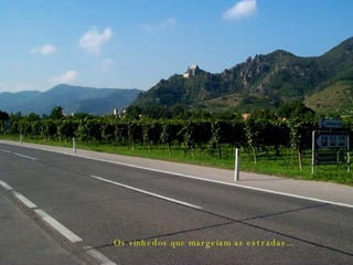 Os vinhedos que margeiam as estradas... 