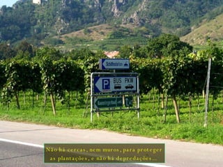 Não há cercas, nem muros, para proteger as plantações, e não há depredações...  