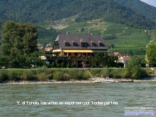 Y, al fondo, las viñas se esparcen por todas partes. 