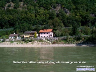 Pueblecitos cultivan uvas, a lo largo de las márgenes del río. 