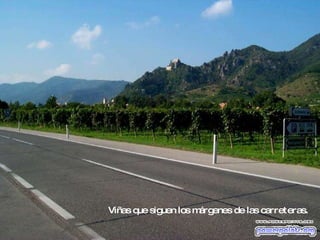 Viñas que siguen los márgenes de las carreteras. 