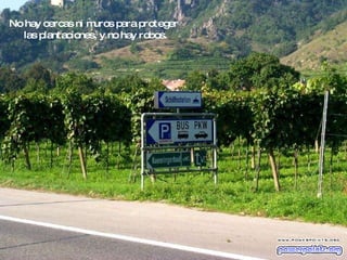 No hay cercas ni muros para proteger  las plantaciones, y no hay robos. 