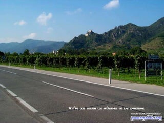 Viñas que siguen los márgenes de las carreteras. 