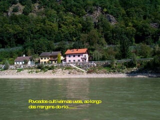 Povoados cultivam as uvas, ao longo das margens do rio........ 