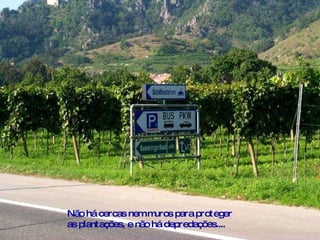 Não há cercas nem muros para proteger as plantações, e não há depredações....  