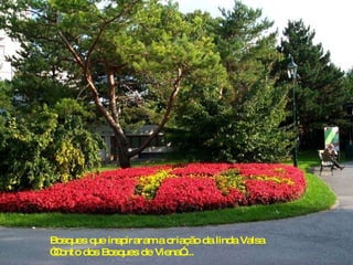Bosques que inspiraram a criação da linda Valsa “ Conto dos Bosques de Viena”.... 
