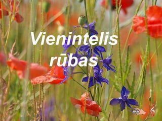 Vienintelis
  rūbas
 