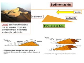 Sedimentación

                                                                     Viento

                            Sotavento
                                                             Barlovento


Dunas: sedimento de arena
                                        Partes de una duna
que se muestra como una
elevación móvil que marca
la dirección del viento.
 