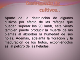 Aparte de la destrucción de algunos
cultivos por efecto de las ráfagas que
pueden superar los 90 km/h, este viento
también puede producir la muerte de las
plantas al absorber la humedad de sus
hojas. Además, adelanta la floración y la
maduración de los frutos, exponiéndolos
así al peligro de las heladas.
 