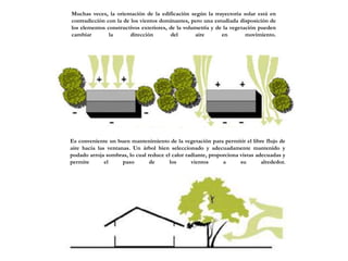 Muchas veces, la orientación de la edificación según la trayectoria solar está en
contradicción con la de los vientos dominantes, pero una estudiada disposición de
los elementos constructivos exteriores, de la volumetría y de la vegetación pueden
cambiar la dirección del aire en movimiento.
Es conveniente un buen mantenimiento de la vegetación para permitir el libre flujo de
aire hacia las ventanas. Un árbol bien seleccionado y adecuadamente mantenido y
podado arroja sombras, lo cual reduce el calor radiante, proporciona vistas adecuadas y
permite el paso de los vientos a su alrededor.
 