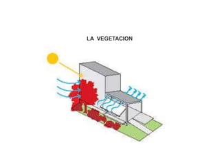 LA VEGETACION
 