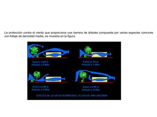 La protección contra el viento que proporciona una barrera de árboles compuesta por varias especies comunes
con follaje de densidad media, se muestra en la figura.
 