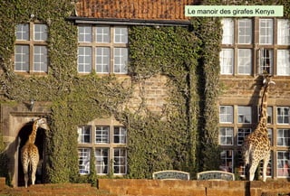 Le manoir des girafes Kenya
 