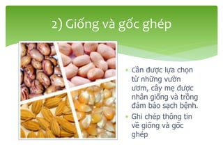  Cần được lựa chọn
từ những vườn
ươm, cây mẹ được
nhân giống và trồng
đảm bảo sạch bệnh.
 Ghi chép thông tin
về giống và gốc
ghép
2) Giống và gốc ghép
 