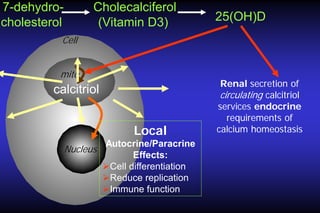 7-dehydrocholesterol

Cholecalciferol
(Vitamin D3)

25(OH)D

Cell
mito

calcitriol
Local
Autocrine/Paracrine
Nucleus
Effects:
Cell differentiation
Reduce replication
Immune function

Renal secretion of
circulating calcitriol
services endocrine
requirements of
calcium homeostasis

 