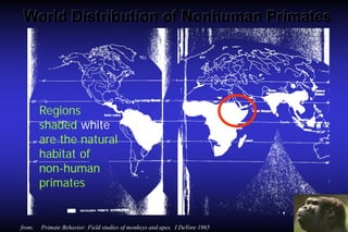 World Distribution of Nonhuman Primates

Regions
shaded white
are the natural
habitat of
non-human
primates

from;

Primate Behavior: Field studies of monkeys and apes. I DeVore 1965

 