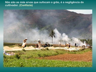 Não são as más ervas que sufocam o grão, é a negligência do cultivador.  (Confúcio)   